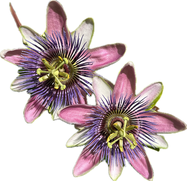 Internetseite von Hugo Biasini